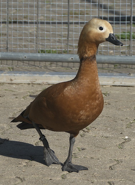 乔治对于这